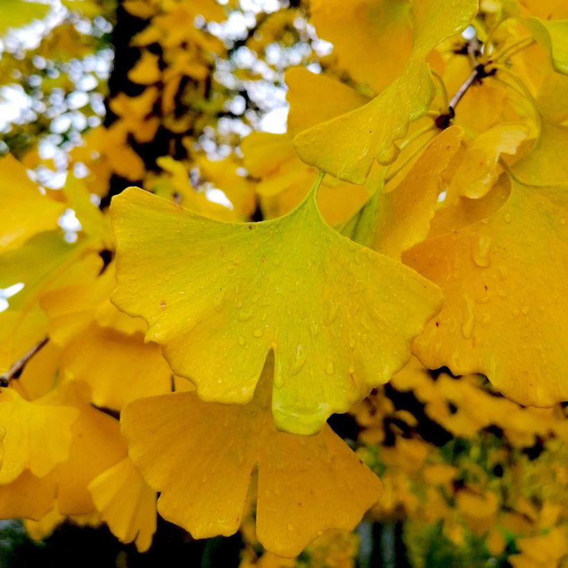 Ginkgo biloba Autumn Gold (Fogliame)