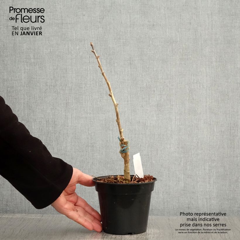 Ginkgo biloba Blagon Vaso da 1,5L/2L esemplare consegnato in inverno