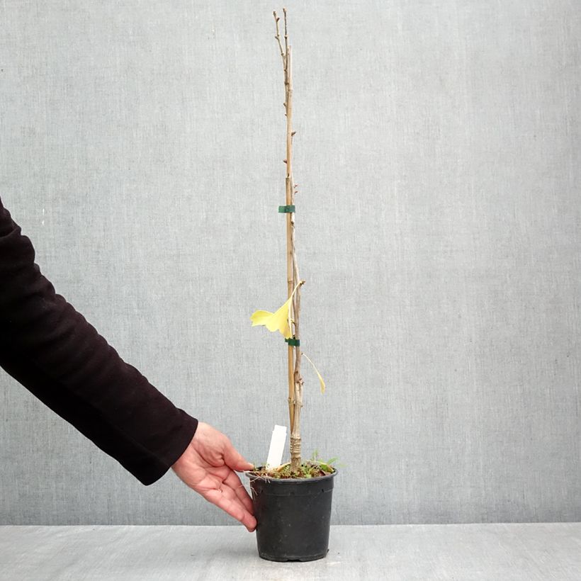 Esemplare di Ginkgo biloba Blagon Vaso da 1,5L/2L come consegnato in autunno