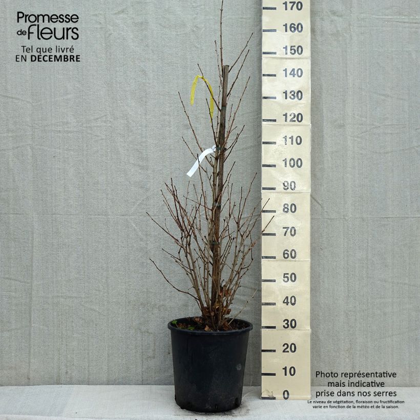 Ginkgo biloba Eiffel Vaso da 30L/35L esemplare consegnato in inverno