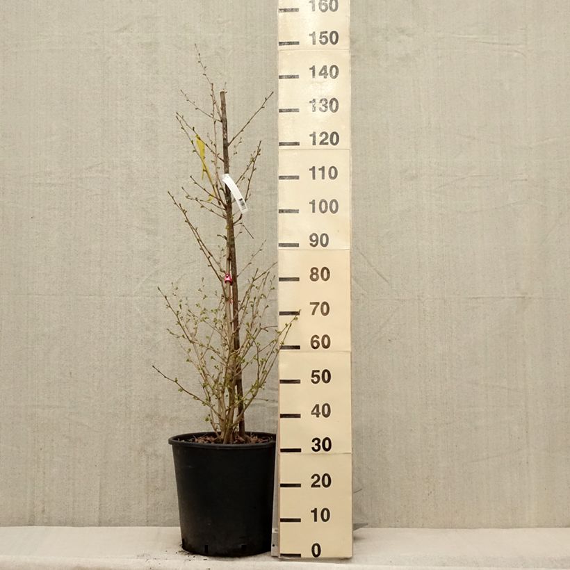 Ginkgo biloba Eiffel Vaso da 30L/35L esemplare consegnato in primavera