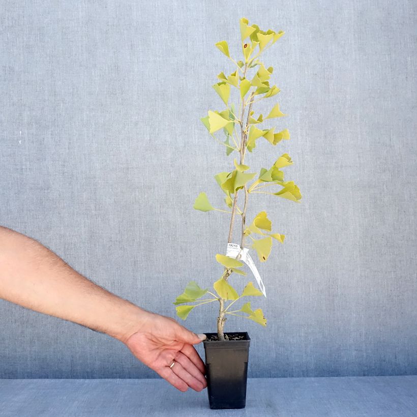 Esemplare di Ginkgo biloba fastigiata Gold Flame Vaso da 1L/1,5L consegnato in estate