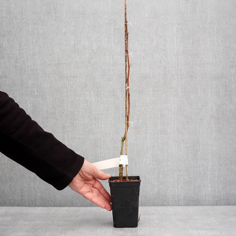 Ginkgo biloba fastigiata Gold Flame Vaso da 1L/1,5L esemplare consegnato in inverno