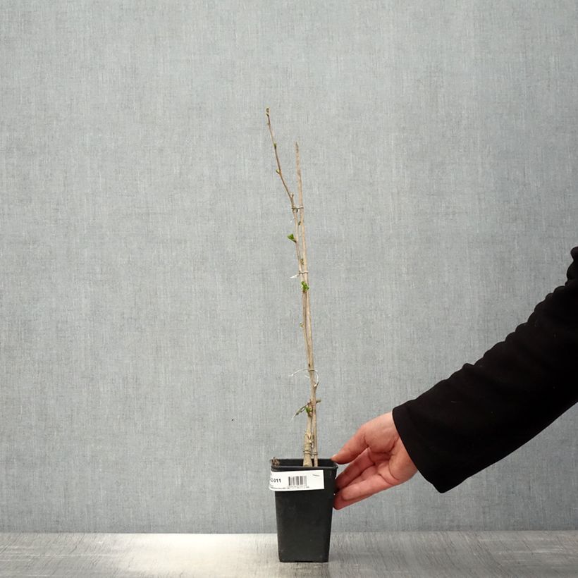 Ginkgo biloba fastigiata Gold Flame Vaso da 1L/1,5L esemplare consegnato in primavera