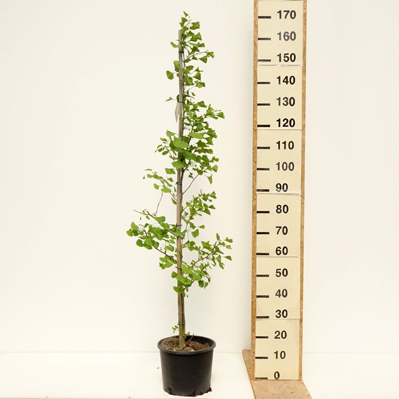 Ginkgo biloba fastigiata Gold Flame Vaso da 7,5L/10L esemplare consegnato in primavera
