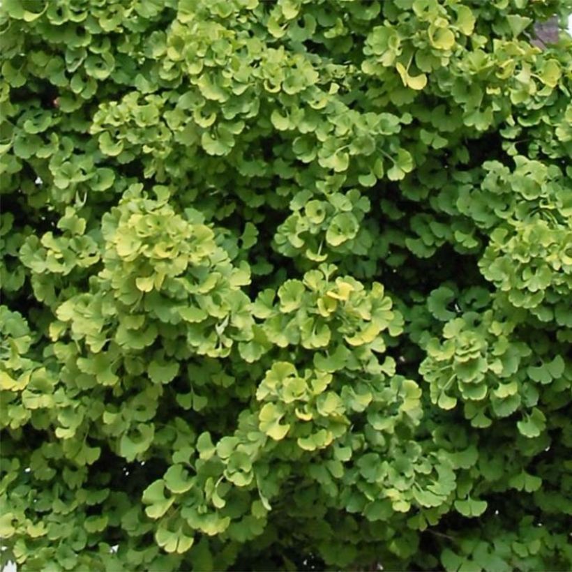 Ginkgo biloba Globus (Fogliame)