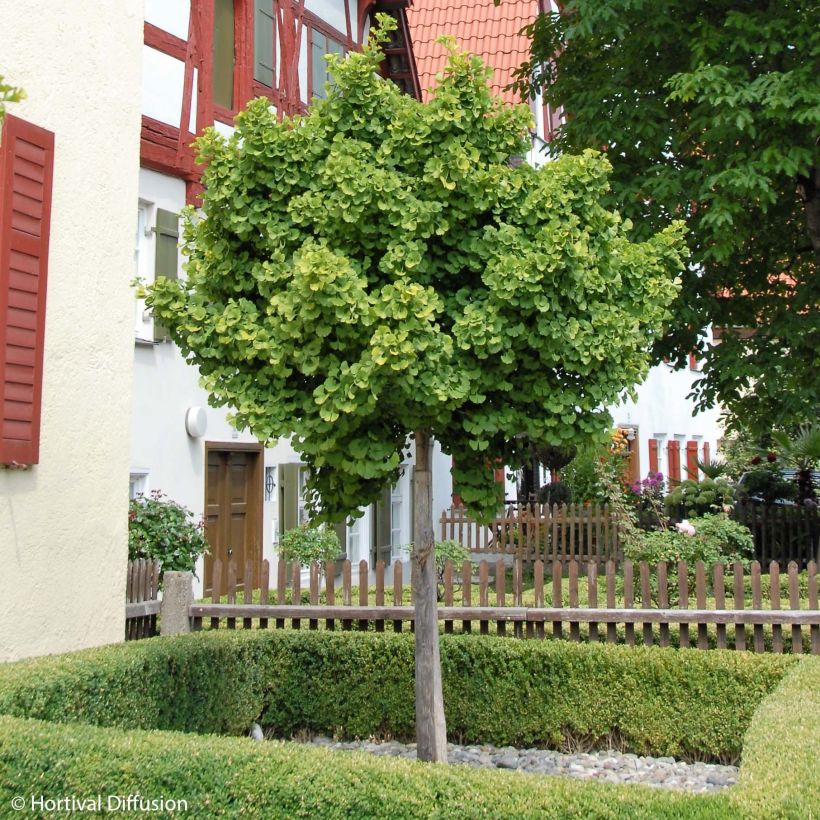 Ginkgo biloba Globus (Porto)