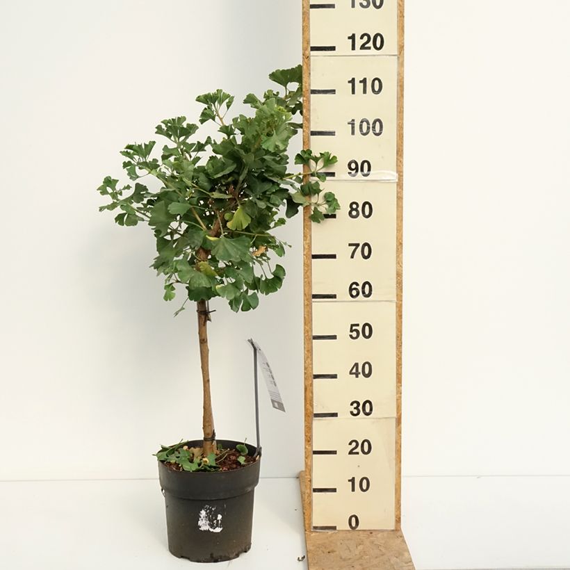 Esemplare di Ginkgo biloba Mariken Vaso da 7,5L/10L, Vaso impalcato consegnato in estate
