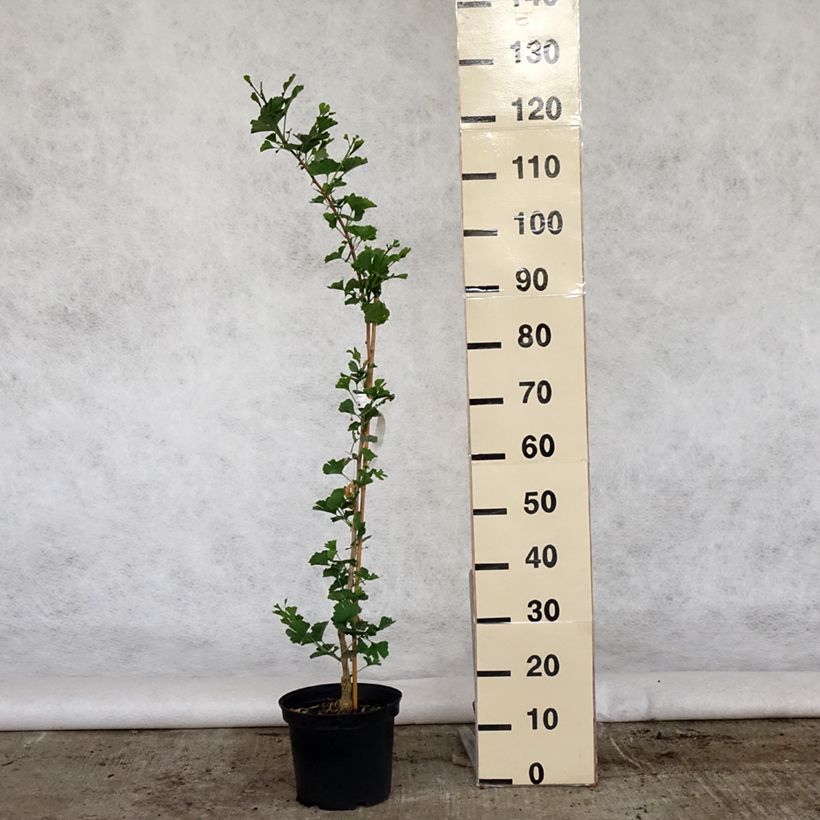 Ginkgo biloba Menhir Vaso da 4L/5L esemplare consegnato in primavera