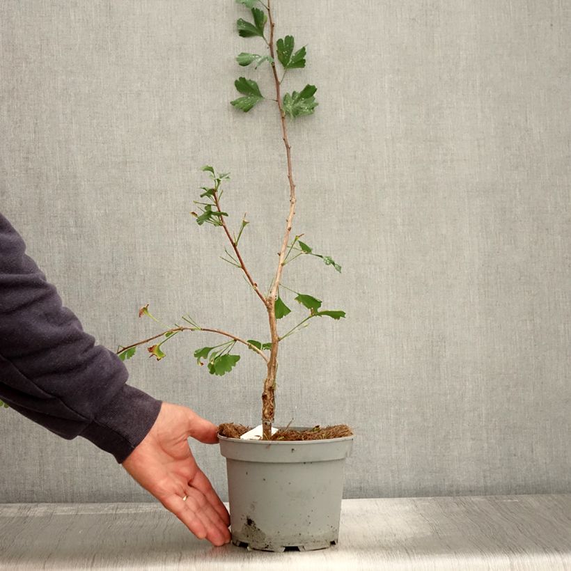 Esemplare di Ginkgo biloba Menhir Vaso da 2L/3L come consegnato in autunno