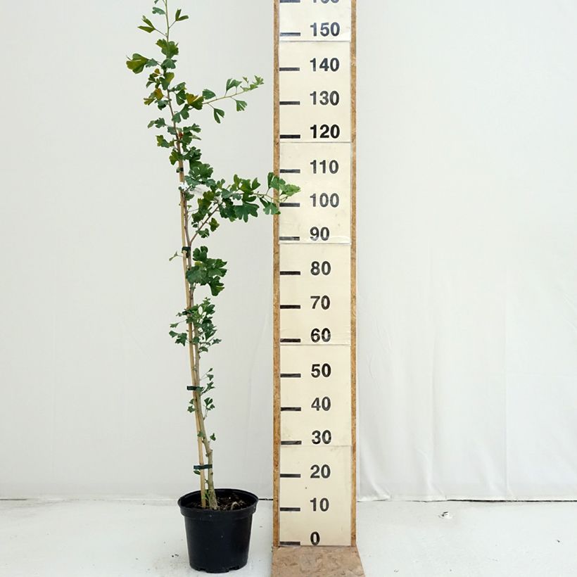 Esemplare di Ginkgo biloba Menhir Vaso da 4L/5L consegnato in estate