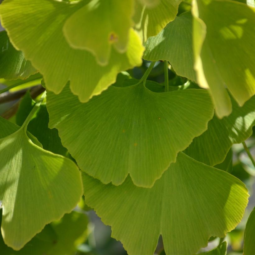 Ginkgo biloba (Fogliame)