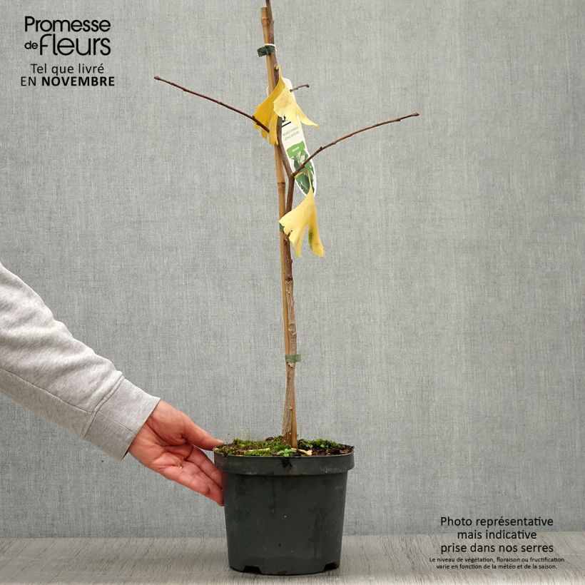 Esemplare di Ginkgo biloba Vaso da 2L/3L come consegnato in autunno