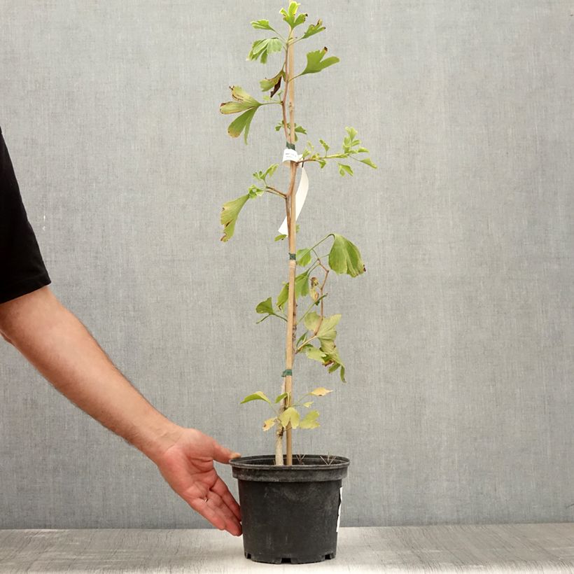 Esemplare di Ginkgo biloba Vaso da 2L/3L consegnato in estate