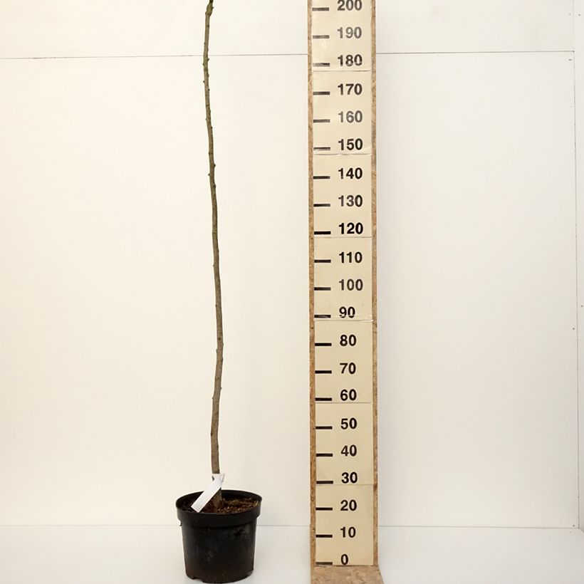 Ginkgo biloba Pendula Vaso da 12L/15L esemplare consegnato in inverno