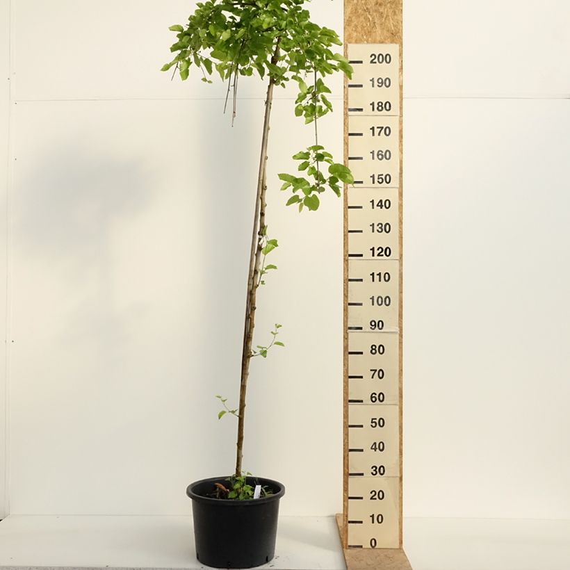 Ginkgo biloba Pendula Vaso da 12L/15L, Vaso impalcato esemplare consegnato in primavera