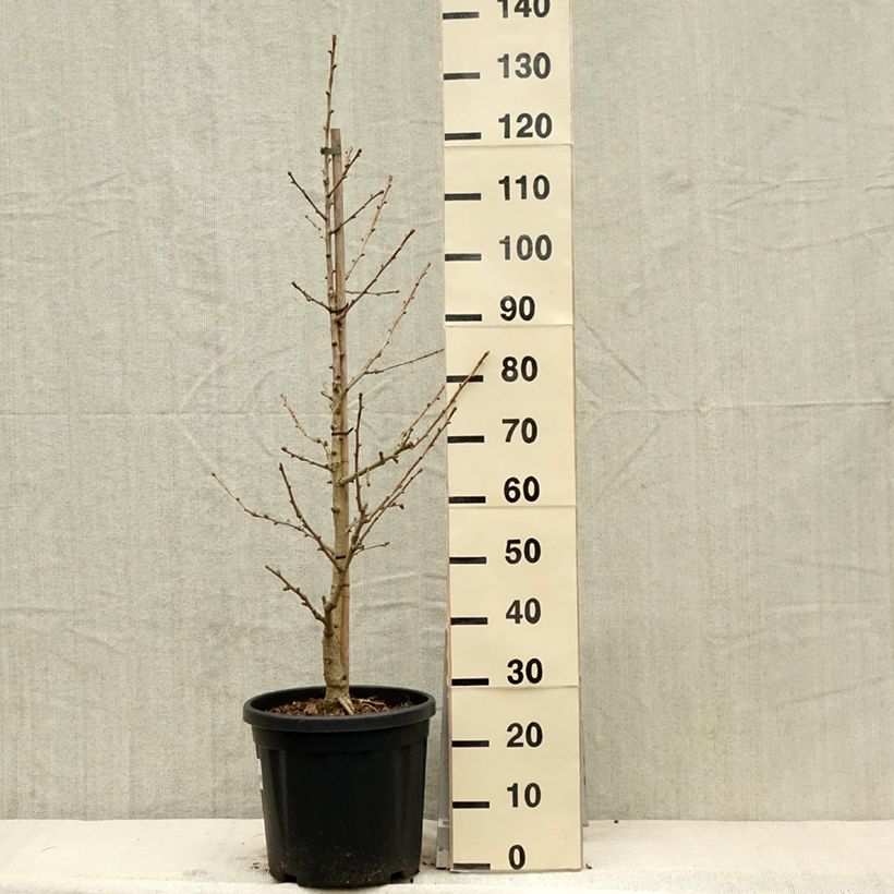 Ginkgo biloba Simon Vaso da 18L/20L esemplare consegnato in primavera