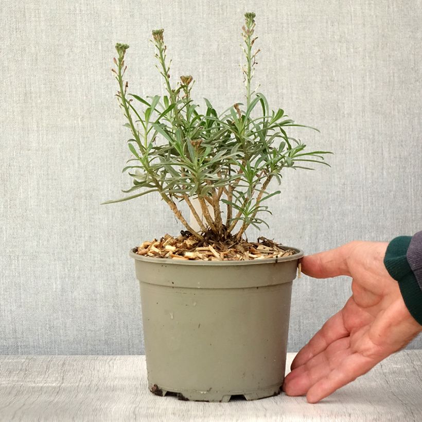 Esemplare di Erysimum Bowles Mauve - Violaciocca Vaso da 2L/3L come consegnato in autunno
