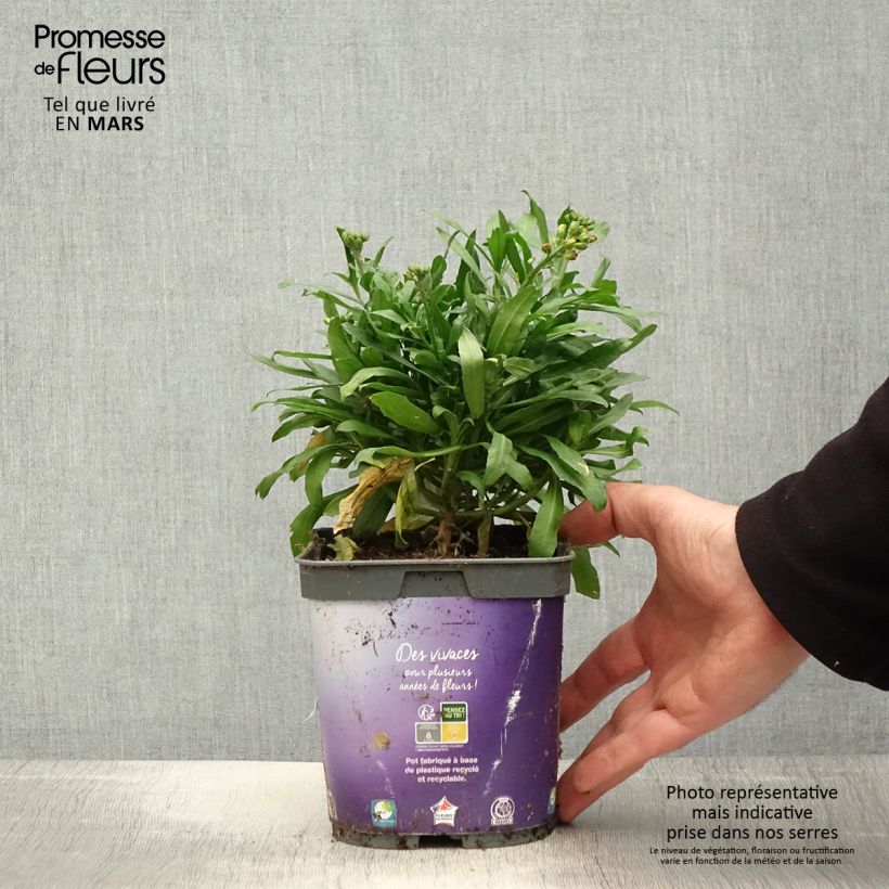 Erysimum Spice Island - Violaciocca Vaso da 2L/3L esemplare consegnato in primavera