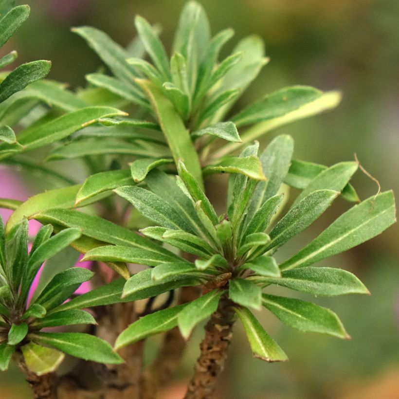 Erysimum Colour Vibe Purple - Violaciocca (Fogliame)