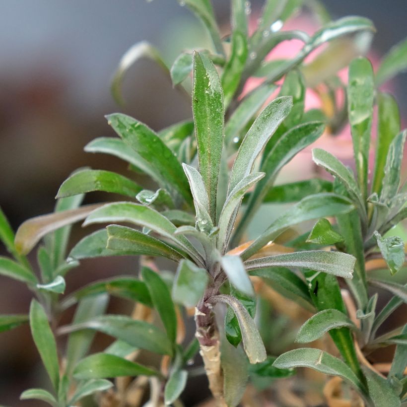 Erysimum Colour Vibe Red - Violaciocca (Fogliame)