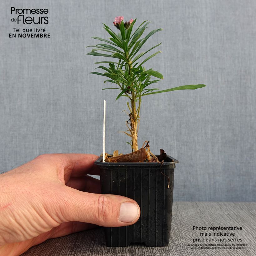 Esemplare di Erysimum Poem Lavender - Violaciocca Vasetto da 8/9 cm come consegnato in autunno