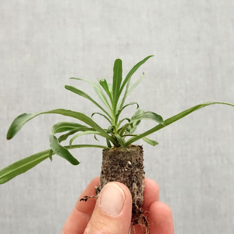 Esemplare di Erysimum linifolium Winter Touch - Violaciocca mini zolla... come consegnato in autunno