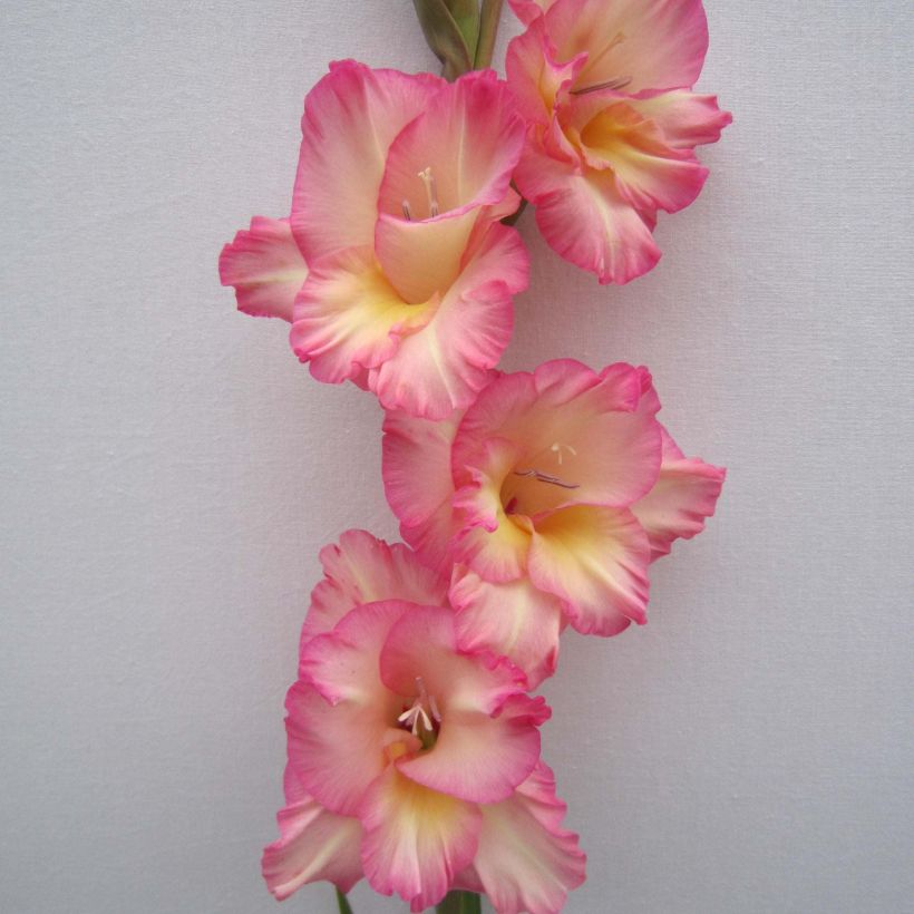 Gladiolo Fragrant Lady (Fioritura)
