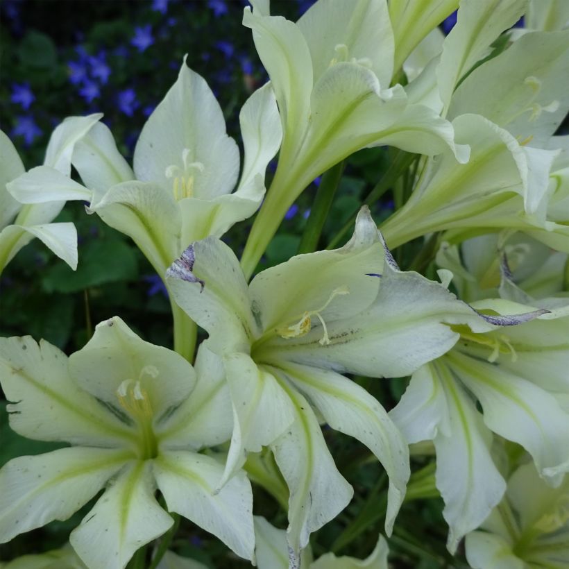 Gladiolus tristis var. concolor (Fioritura)