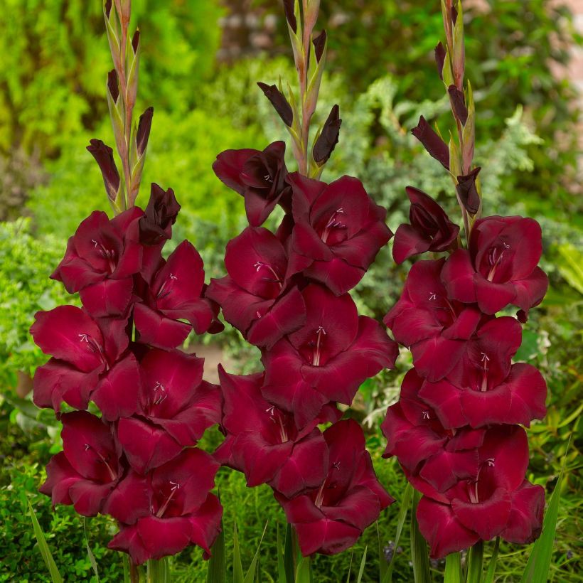 Gladiolo Espresso (Fioritura)