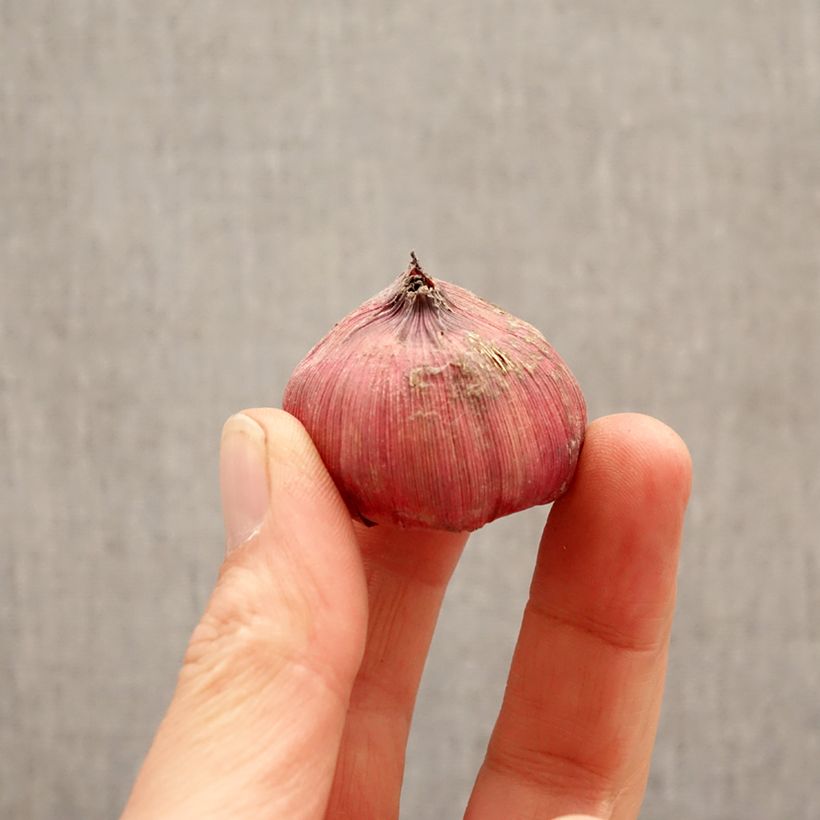 Gladiolo Amiga Bulbo taglia 12+ esemplare consegnato in primavera