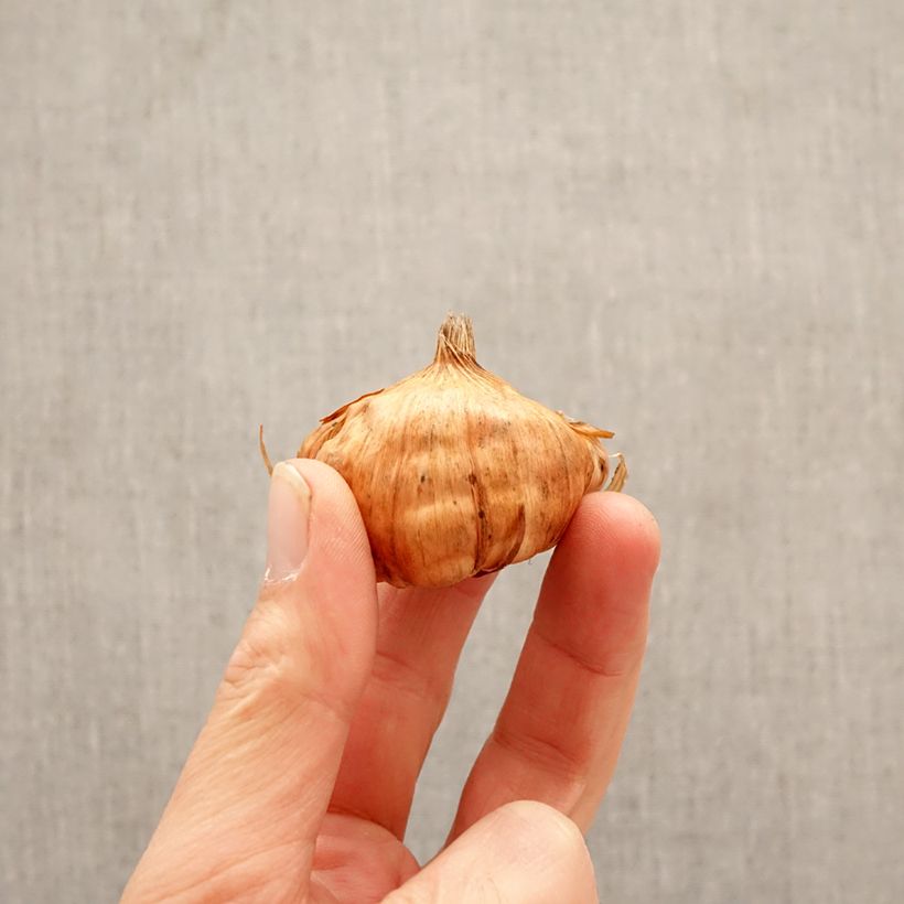 Gladiolo Apricot Beauty Bulbo taglia 10+ esemplare consegnato in primavera