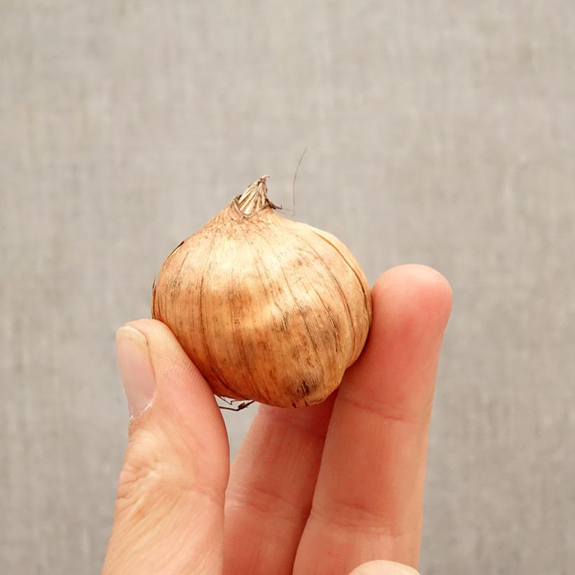 Gladiolo Cantate Bulbo taglia 10+ esemplare consegnato in primavera