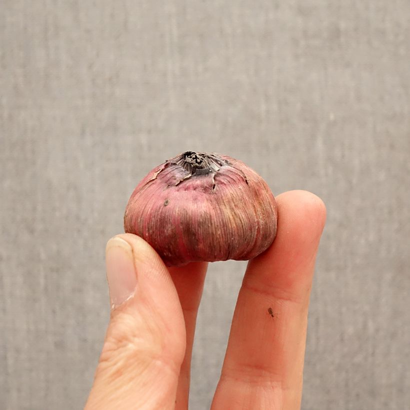 Gladiolo Careless Bulbo taglia 12+ esemplare consegnato in primavera