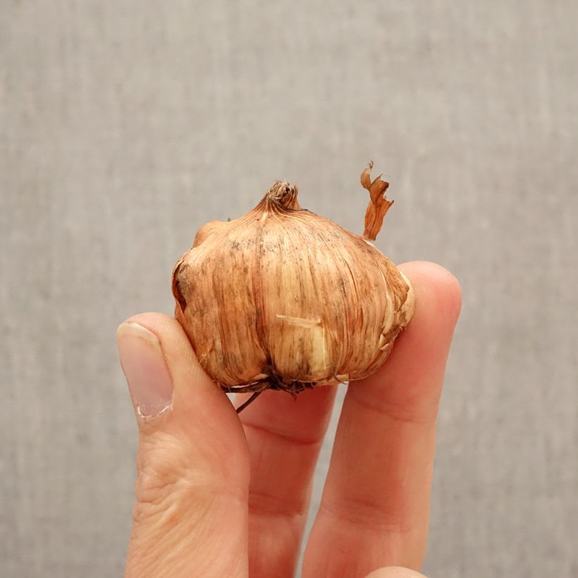 Gladiolo Cilesta Bulbo taglia 10+ esemplare consegnato in primavera