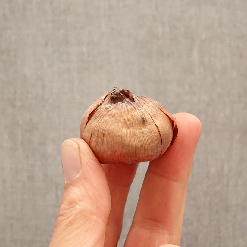 Gladiolo Cookie Bulbo taglia 12+ esemplare consegnato in primavera