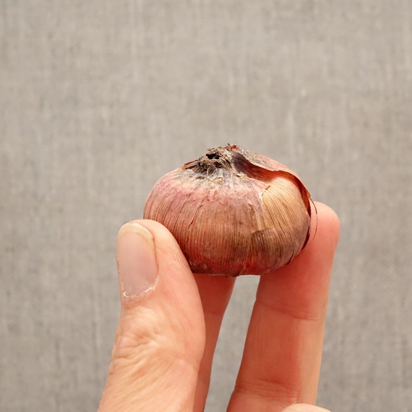 Gladiolo Deep Purple Bulbo taglia 12+ esemplare consegnato in primavera