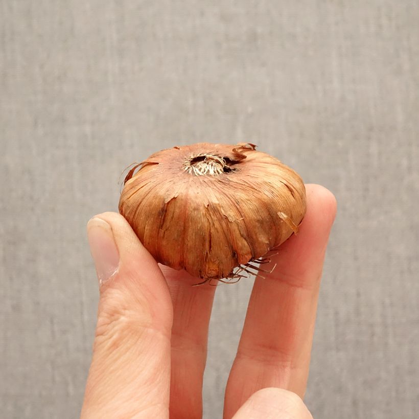 Gladiolo Georgia Peach Bulbo taglia 14+ esemplare consegnato in primavera