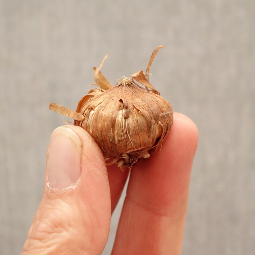 Gladiolo Glamini Blondy Bulbo taglia 8+ esemplare consegnato in primavera