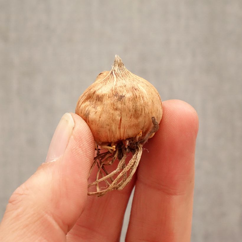 Gladiolo Glamini Emmy Bulbo taglia 8+ esemplare consegnato in primavera