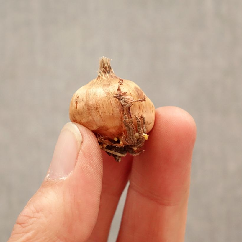 Gladiolo Glamini Evi Bulbo taglia 8+ esemplare consegnato in primavera