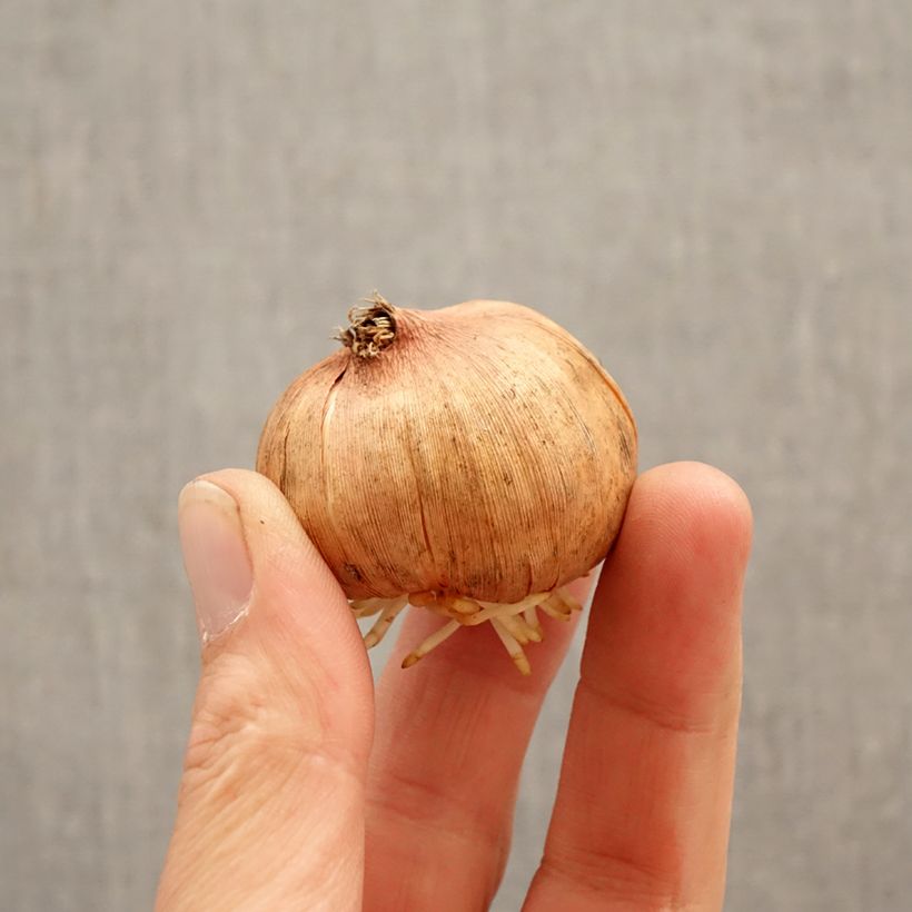 Gladiolo Hugo Bulbo taglia 12/14 esemplare consegnato in primavera