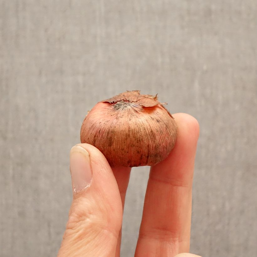 Gladiolo Prince of Orange Bulbo taglia 12+ esemplare consegnato in primavera