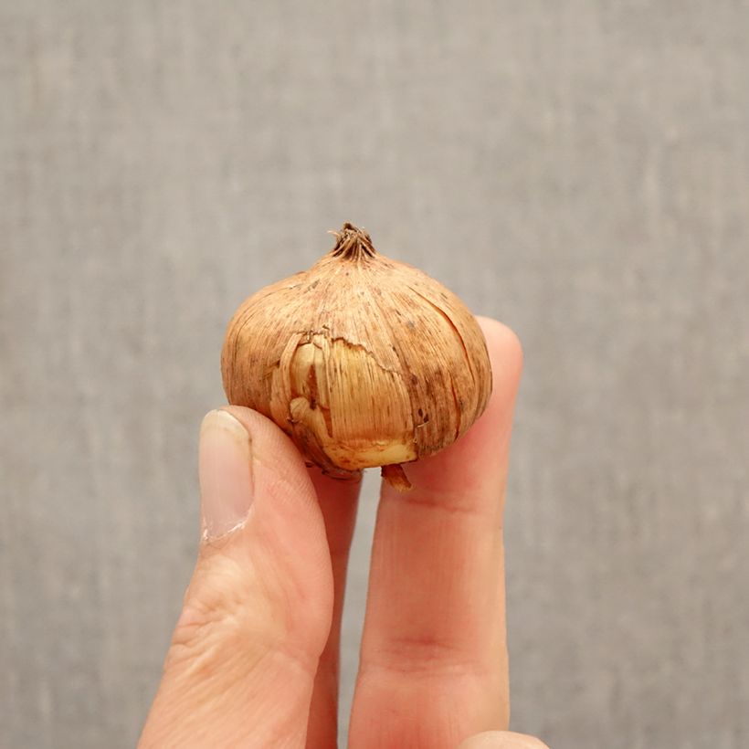 Gladiolo Sunglow Bulbo taglia 12/14 esemplare consegnato in primavera