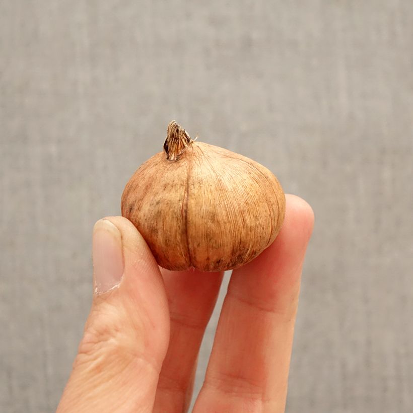 Gladiolo Triton Bulbo taglia 12/14 esemplare consegnato in primavera