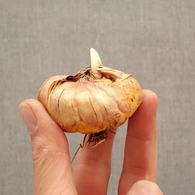 Gladiolo Vista Bulbo taglia 14+ esemplare consegnato in primavera