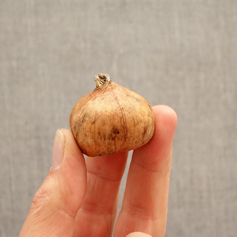 Gladiolo Yellowa Bulbo taglia 12/14 esemplare consegnato in primavera