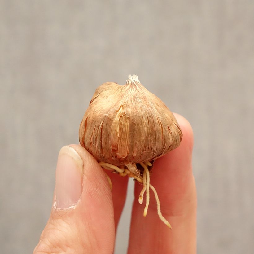 Gladiolo Gladdies Peter Bulbo taglia 8+ esemplare consegnato in primavera