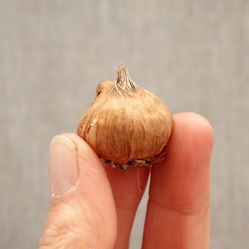 Gladiolo Glamini Lia Bulbo taglia 8+ esemplare consegnato in primavera