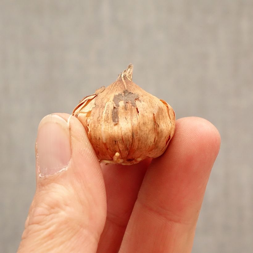 Gladiolo Glamini Tina Bulbo taglia 8+ esemplare consegnato in primavera